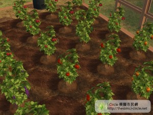 農作物。 農作物。