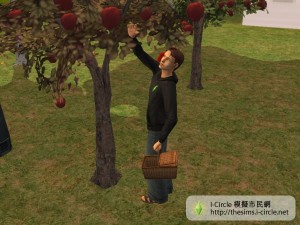 收成作物。 收成作物。