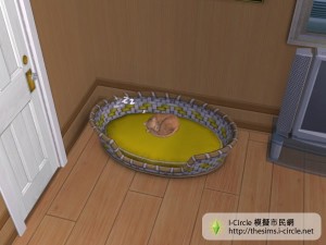 睡在寵物床上。 睡在寵物床上。