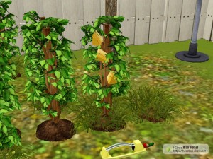 起司植物/芝士植物。