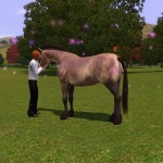 領養野馬。 領養野馬。