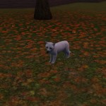 捕到了。 捕到了。