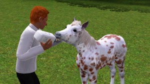 給幼馬餵奶。 給幼馬餵奶。