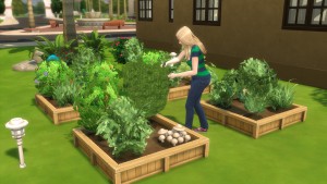 收集植物樣本。